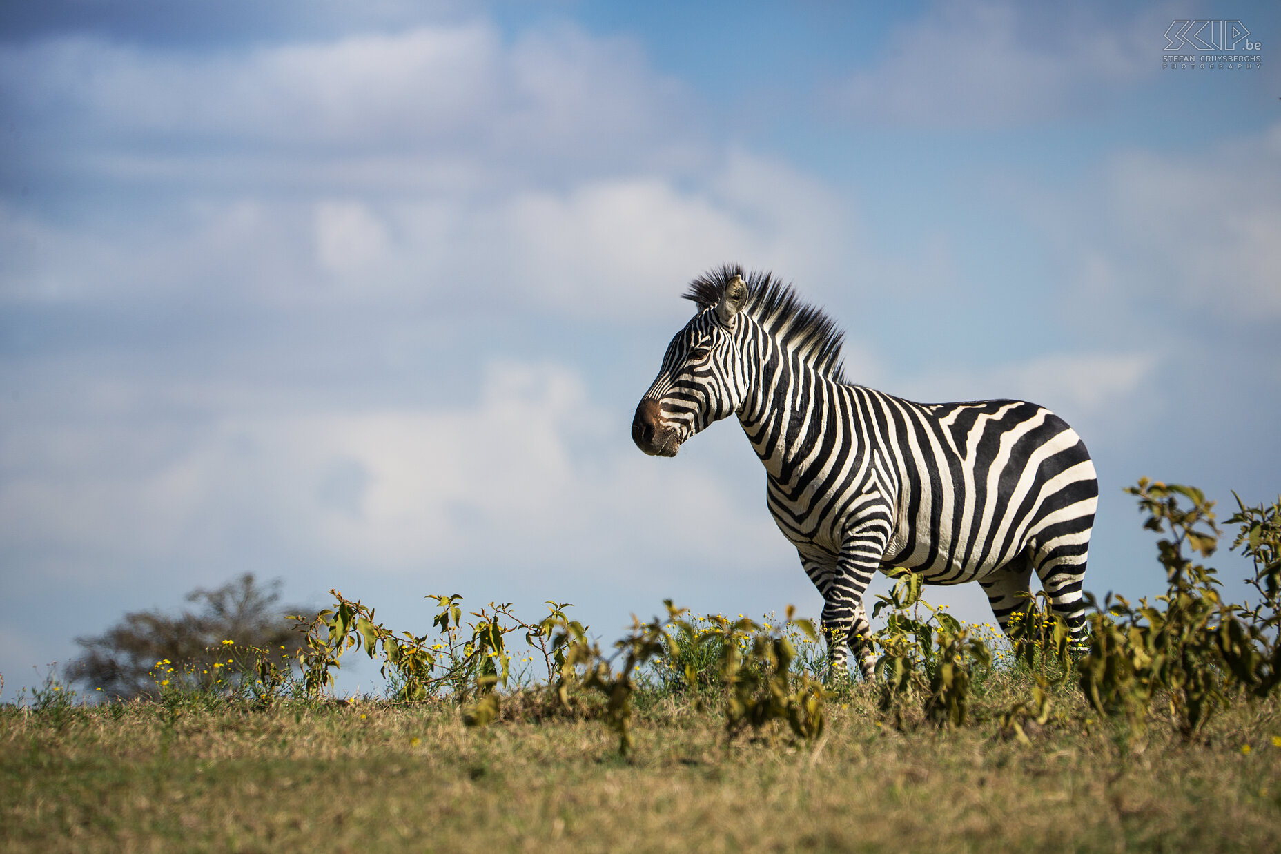 Naivasha - Crater Lake - Zebra  Stefan Cruysberghs